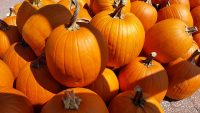 Happy Thanksgiving. Metglas